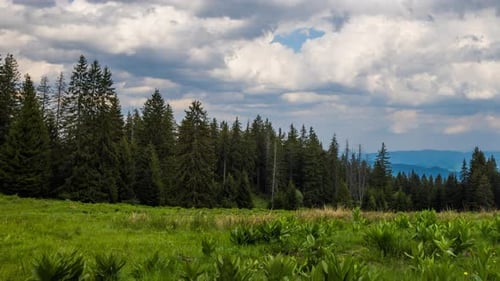 Clearing Wild Plants and Green Grass Near a Spruce Forest Against a Cloudy Sky