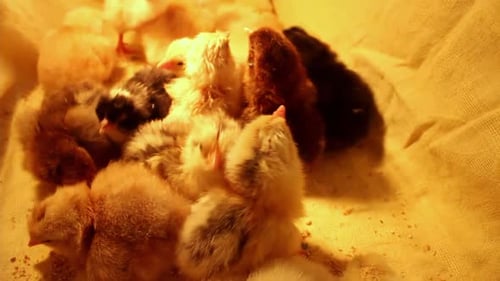 Huddle of Fluffy Baby Chicks, Close-Up View