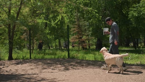 Casual Weekend Walk with Labrador in Peaceful Outdoor Setting Owner and Dog Enjoying Relaxed Outing