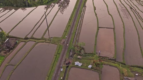 Aerial View of Rice Farmers Tending Paddy Fields