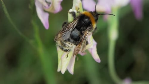 Bumblebee Clinging On A Beautiful Flower In The Garden And Sucking Nectar. close up