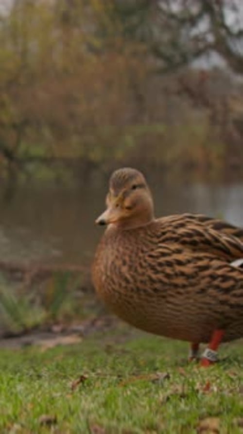 Canards au bord de l'eau Portrait d'une femelle canard colvert reposant sur l'herbe près d'une eau calme sous un automne nuageux