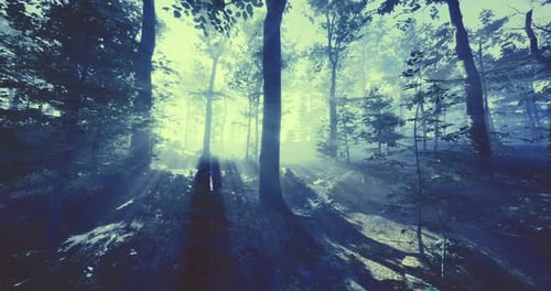 Mysterious Forest Illuminated By Soft Light in the Early Morning