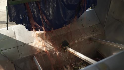 Slow motion pouring of grape juice from trailer into hopper with screw conveyor