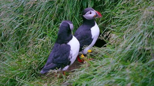 Iceland Puffins at Nesting Burrows Wing Flap Summer Wildlife.