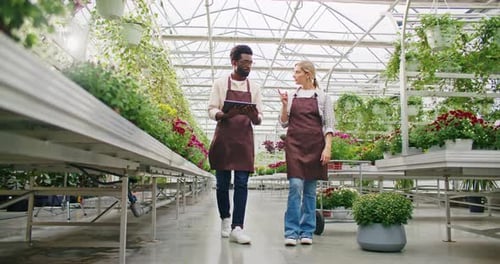 Workers Inspecting Plants in Sunny Greenhouse