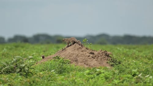 Mangosta anillada en el Parque Nacional del Serengeti en Tanzania en África, mangosta en un montículo de termitas en África