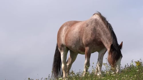 Under a magnificent blue sky, you can admire a healthy brown horse eating grass.