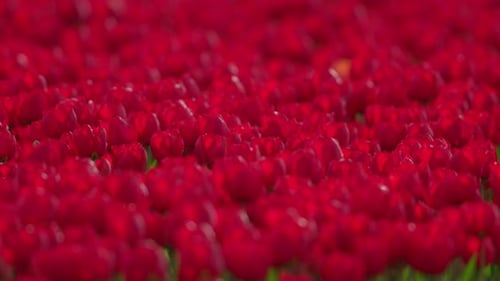 Vibrant red tulips in full bloom under daylight, close-up of a colorful flower field