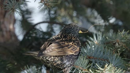 Starling Bird Perched in Pine Tree Branches
