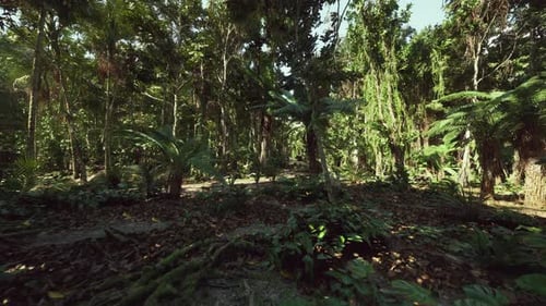 Flying Through Lush Tropical Jungle Path