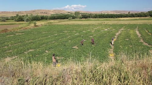 Aerial View Of Workers Working For Melon Harvest In Farmland