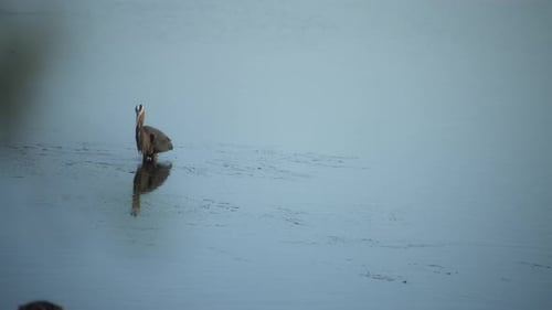 Great blue heron shaking its feathers while standing in the water