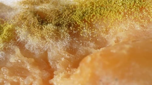 A close-up of mold and fungus on bread.