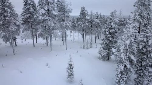 Drone Descends Into Scenic Winter Wonderland in Lapland, Finland, Arctic Circle