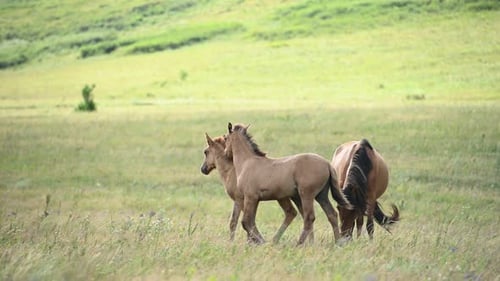 Baschkirische Pferde auf einer Wiese