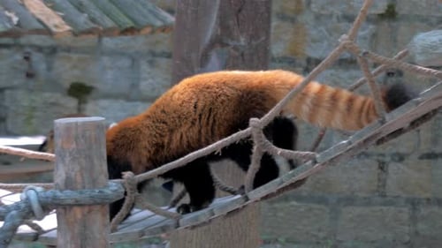 Red Panda or Lesser Panda or Red Bearcat or Red Catbear in the Shanghai Zoo
