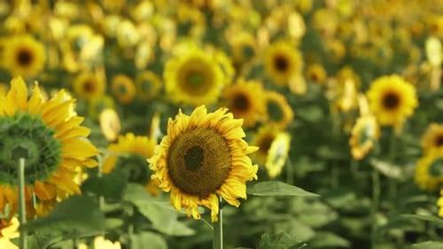 Un champ vibrant de tournesols en fleurs sous un ciel bleu clair