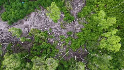 Forest with a lot of trees and a lot of green
