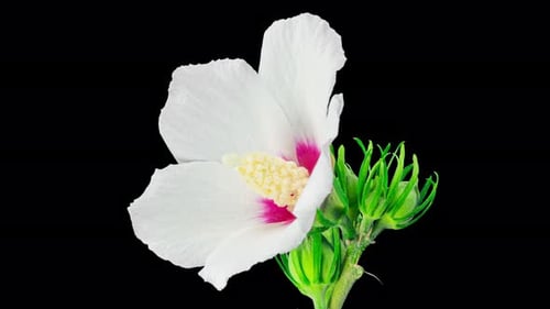 White Flower Blooming in Time Lapse