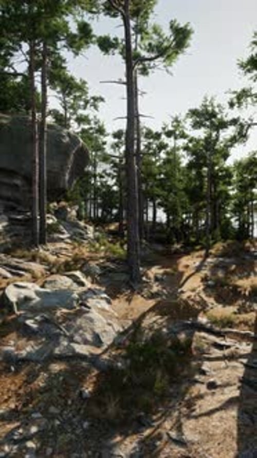 Rocky Area With Trees and Rocks