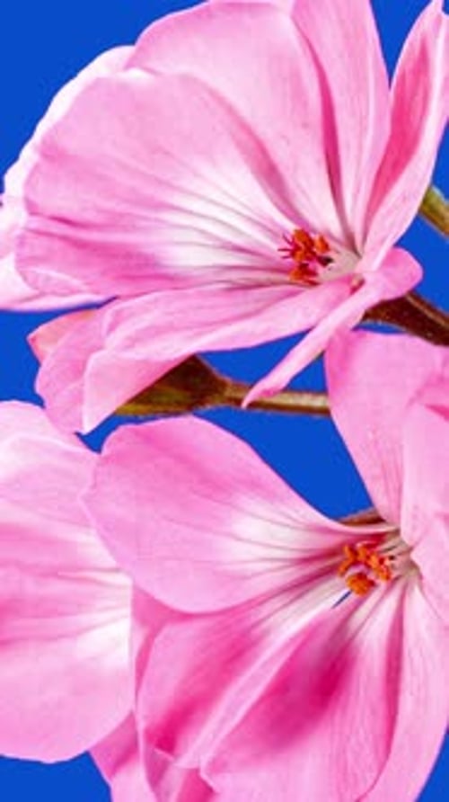 Pink Geranium Bloom Time Lapse on Blue