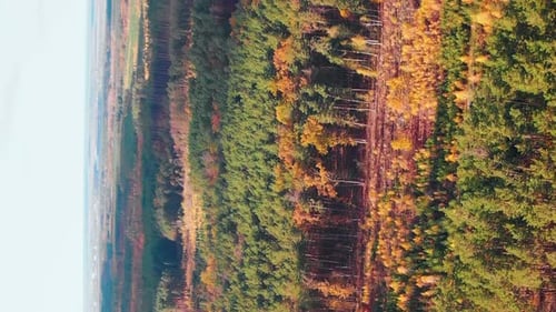 Fall forest with colorful trees