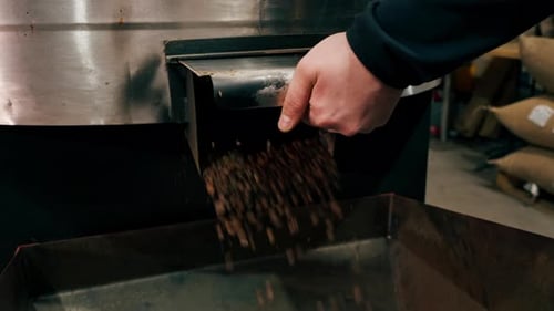 Close Up Coffee Roasting Factory Worker Stands Near the Roasting Machine Pouring Roasted Coffee