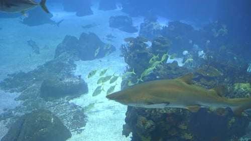 Sharks and Fish Swim in a Huge Aquarium