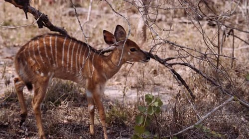 Young Antelope In Savannah Of South Africa
