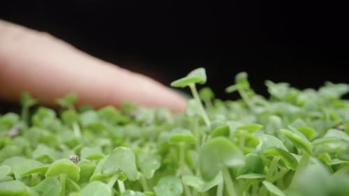 Close-up of Vibrant Microgreens, Health and Agriculture
