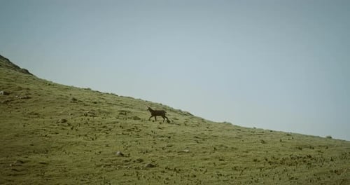 Plan large d'un chamois marchant dans la prairie des montagnes, dans un ciel bleu clair.