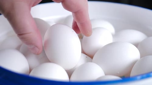 Hand Places Egg Back Into Bowl of Eggs