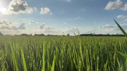 rice blowing in the wind in the rice fields and the beautiful sky
