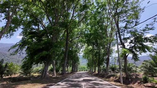 POV Asphalt Road Under Tree Canopy Gunung Ledang Malaysia