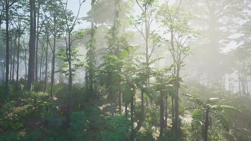 Sunlight Peeking Through Trees in Forest