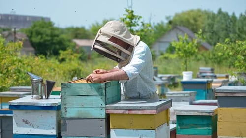 Beekeeper works with honeycomb. Man in protective suit working in bee apiary.