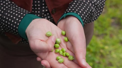Hands Holding Fresh Green Peas in Garden