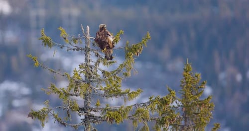 Majestic Golden Eagle Perched on a Tree in the Winter Landscape of Telemark Norway