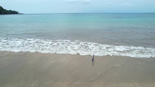 Circular view of a black heron or Egretta gularis searching for food by the seashore at a beach in