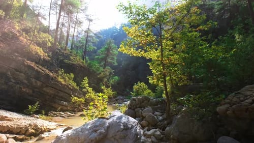 Rocky forest stream with calm water and large stones in peaceful nature scene