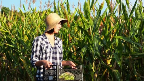 Female Farmer with Plastic Harvest Box Explores Corn Stems While Going at Field Adult Beautiful