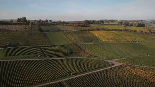 Vineyards at golden sunset