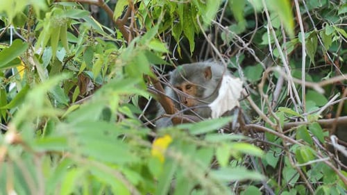 Portrait d'un singe sauvage derrière les feuilles tropicales vertes de la jungle