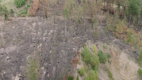 Aftermath Forest fire, nature damaged, environmental impact, aerial
