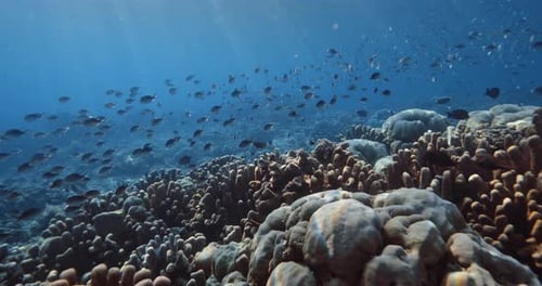 Corals with School of Fish Underwater in Blue Ocean