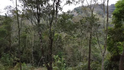 Motion with drone rising and passing through several trees, proximity and then reveals a forest