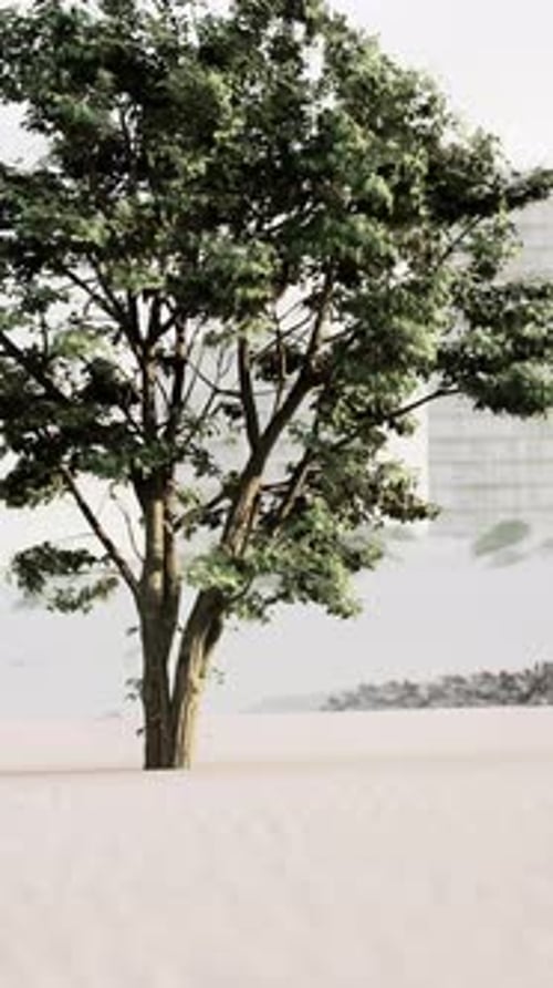 Tree in Field With Building in Background