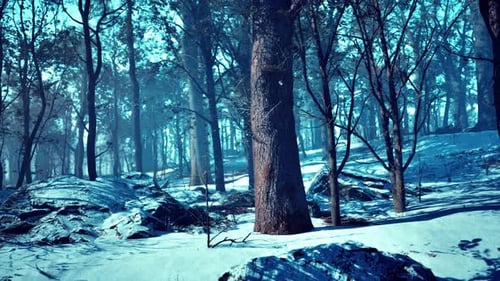Winter Forest in the Mountains