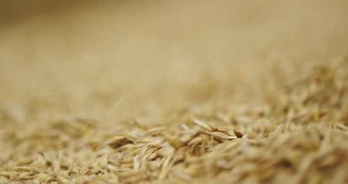 Optimierung von Haferkörnern Detaillierter Einblick in Saatgutbehandlungsprozesse